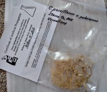 lady slipper seedlings