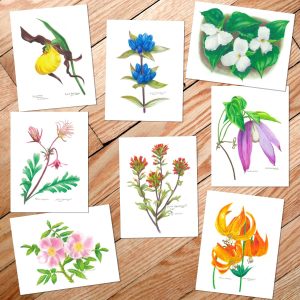 art cards of close-ups of mn wildflowers