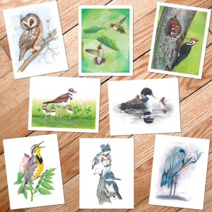 art cards of eight Minnesota birds