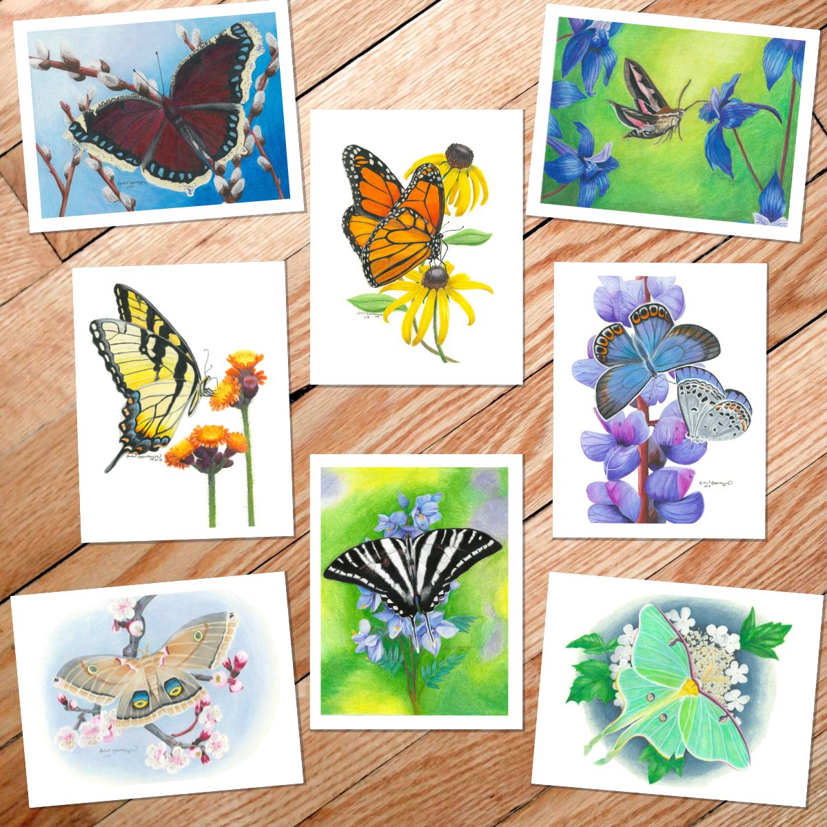 art cards of eight Minnesota butterflies and moths