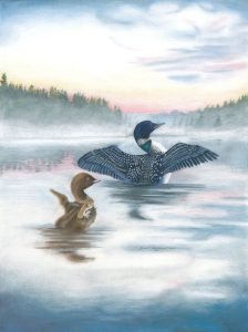 Baby loon imitates its parent as they raise their wings to greet the morning