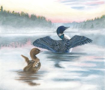 Baby loon imitates its parent as they raise their wings to greet the morning