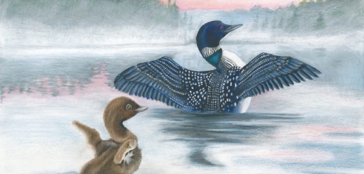 Baby loon imitates its parent as they raise their wings to greet the morning