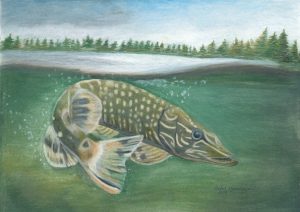 Northern Pike lurks just under the water's surface