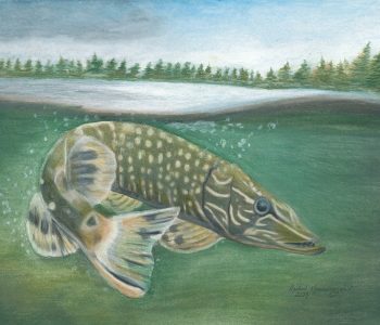 Northern Pike lurks just under the water's surface