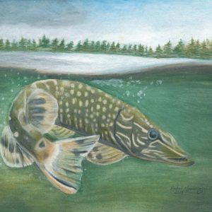Northern Pike lurks just under the water's surface