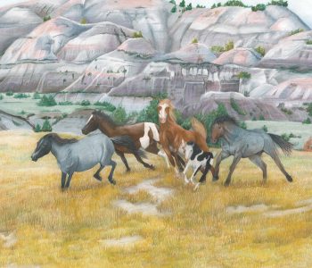 Wild Nokota horses run through Theodor Roosevelt National Park