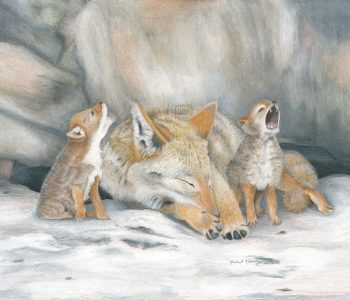 Little coyote pups howl as their mother tries to sleep