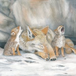 Little coyote pups howl as their mother tries to sleep
