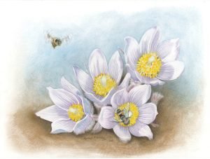 Syrphid flies pollinate pasque flowers