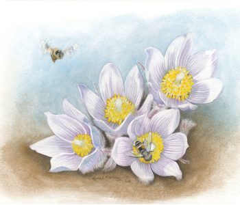 Syrphid flies pollinate pasque flowers