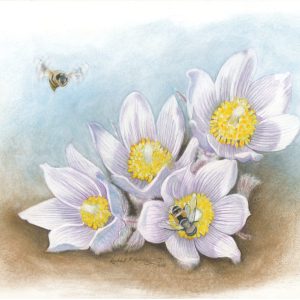 Syrphid flies pollinate pasque flowers