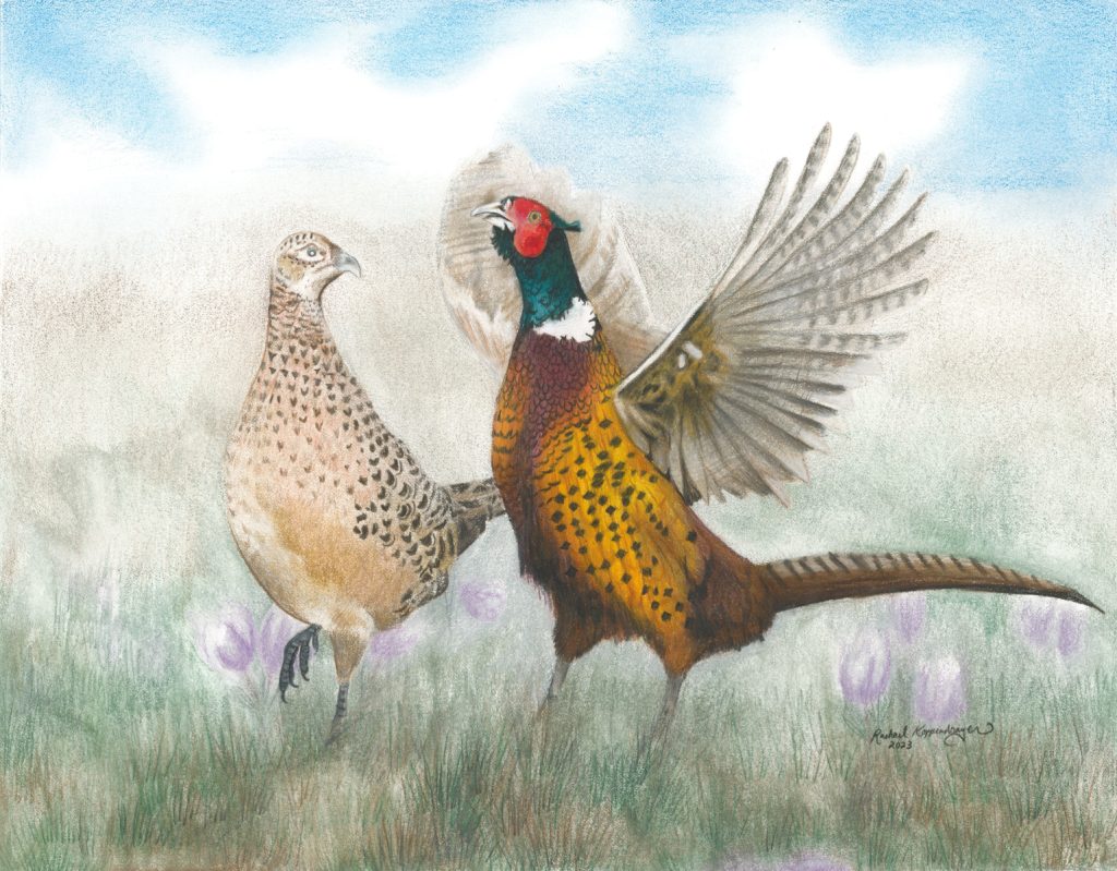 A pheasant rooster crows to attract a hen