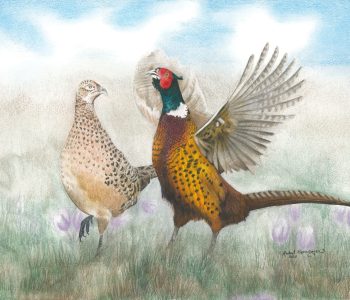 A pheasant rooster crows to attract a hen