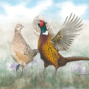A pheasant rooster crows to attract a hen