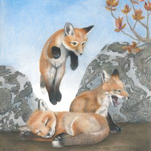 Fox cub pounces on sleepy siblings in a sneak attack