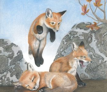 Fox cub pounces on sleepy siblings in a sneak attack