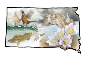 Outline of the state of South Dakota with pheasant (state bird), pasque flower (state flower), coyote (mammal), walleye (fish), and honey bee (insect) inside