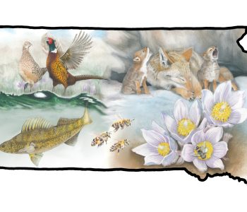 Outline of the state of South Dakota with pheasant (state bird), pasque flower (state flower), coyote (mammal), walleye (fish), and honey bee (insect) inside