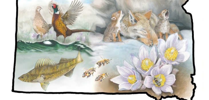 Outline of the state of South Dakota with pheasant (state bird), pasque flower (state flower), coyote (mammal), walleye (fish), and honey bee (insect) inside