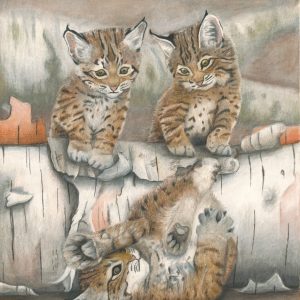 Two young bobcats stare down at a third who fell tail over tea kettle off a log