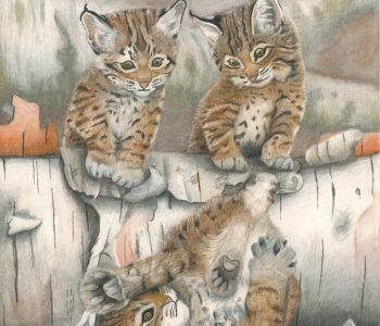 Two young bobcats stare down at a third who fell tail over tea kettle off a log
