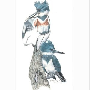 giclee print of male and female belted kingfishers perched on a dead branch