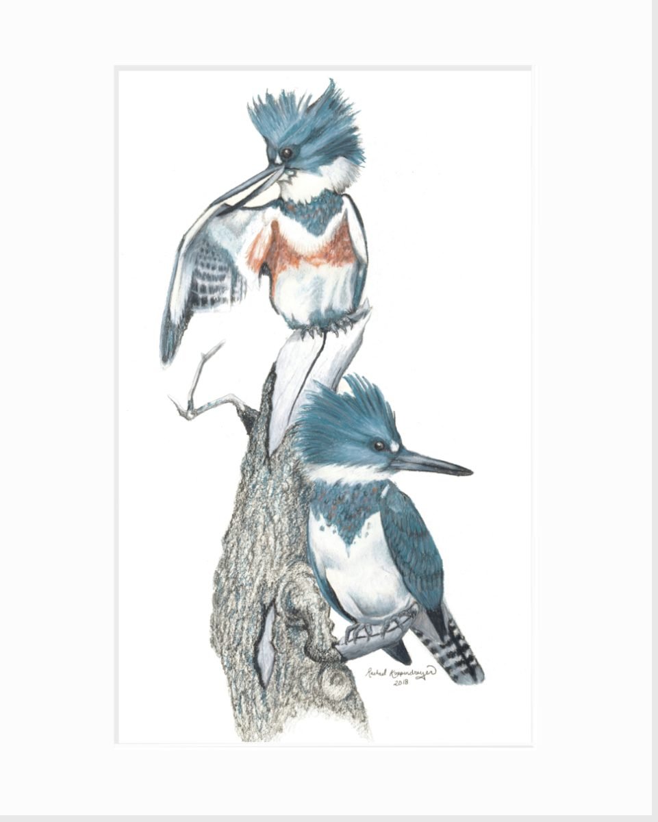 giclee print of male and female belted kingfishers perched on a dead branch
