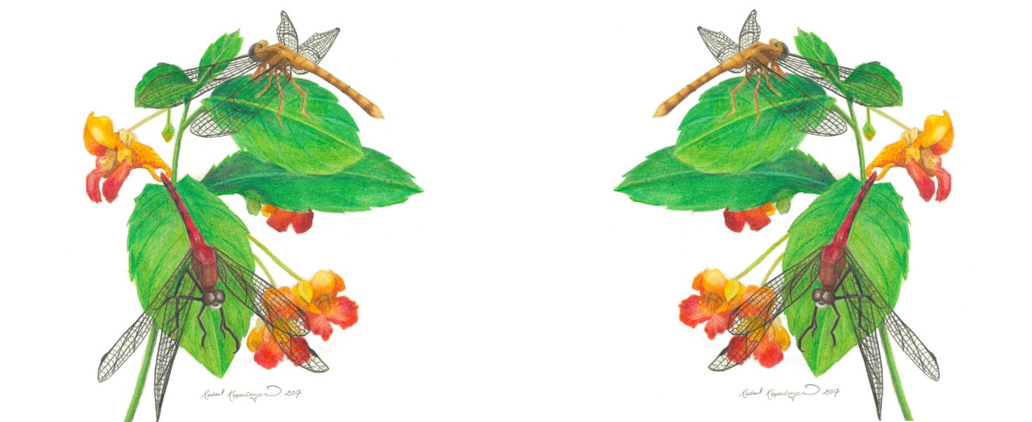 Dragonflies and Touch-Me-Nots Mug - Image 3