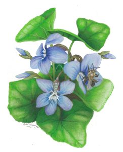 Andrena bee visits blue violet flowers