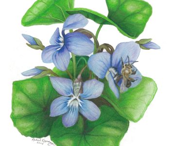 Andrena bee visits blue violet flowers