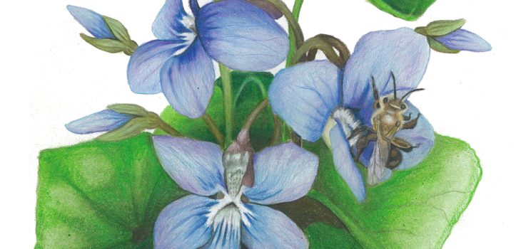 Andrena bee visits blue violet flowers