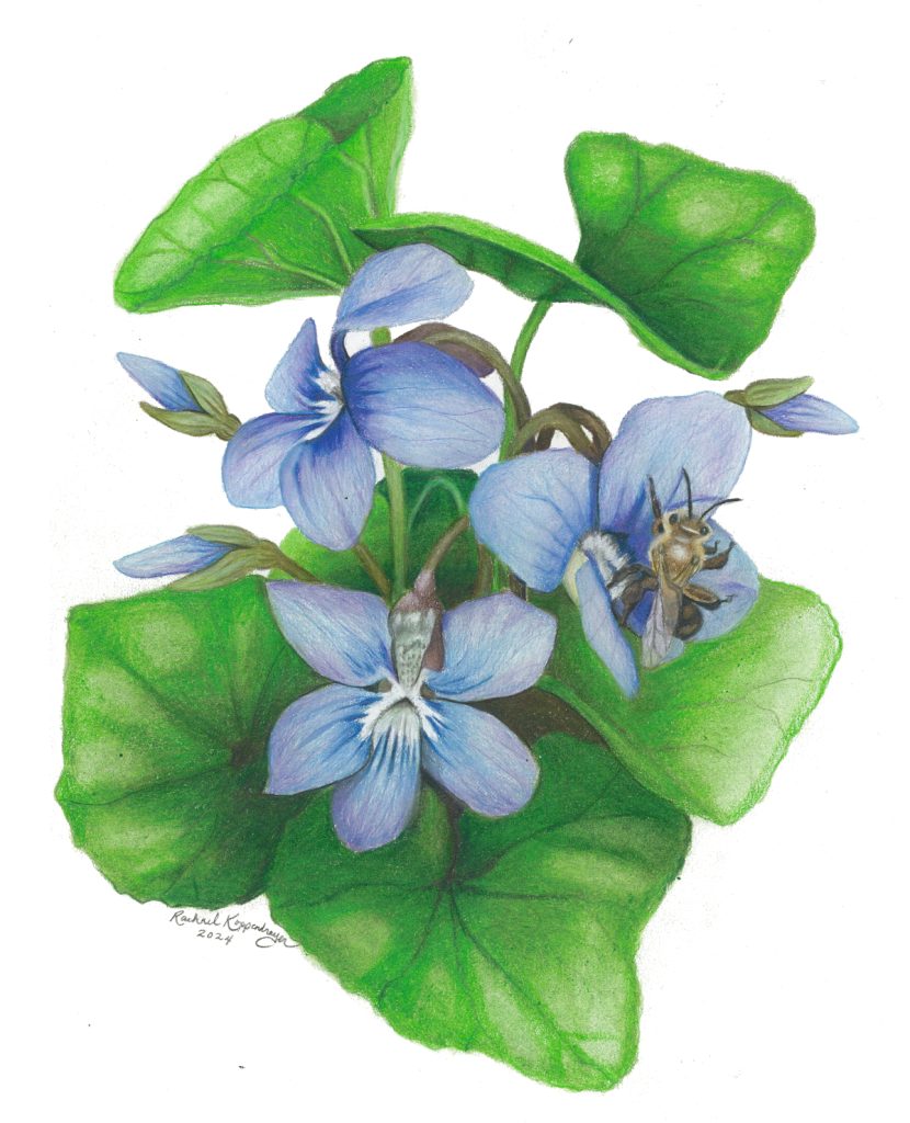 Andrena bee visits blue violet flowers