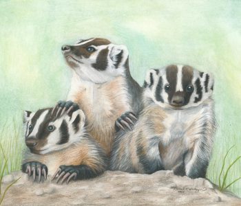 Three little badgers emerge from their hole on the lookout for fun