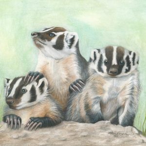 Three little badgers emerge from their hole on the lookout for fun