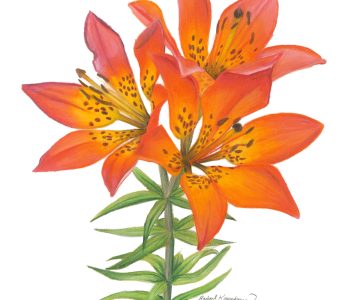 Wood lily, lilium philadephicum blossoms