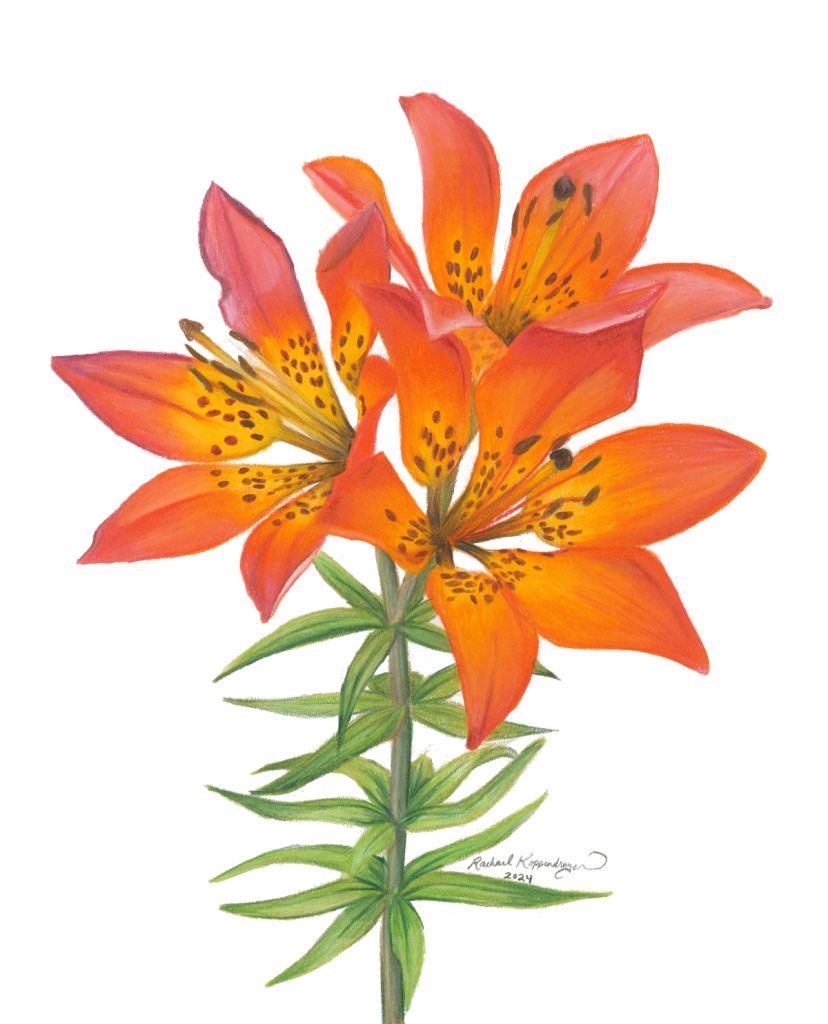 Wood lily, lilium philadephicum blossoms