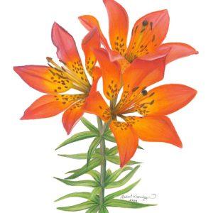 Wood lily, lilium philadephicum blossoms