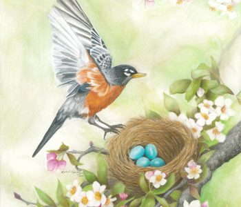 American Robin descends to its nest of blue eggs in a blooming apple tree
