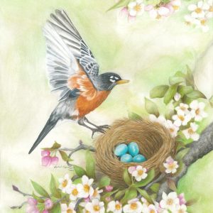 American Robin descends to its nest of blue eggs in a blooming apple tree