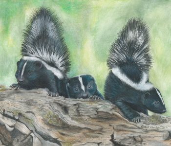 Three skunk kits go sniffing out trouble