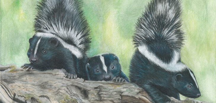 Three skunk kits go sniffing out trouble