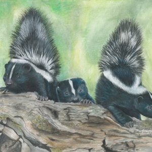Three skunk kits go sniffing out trouble