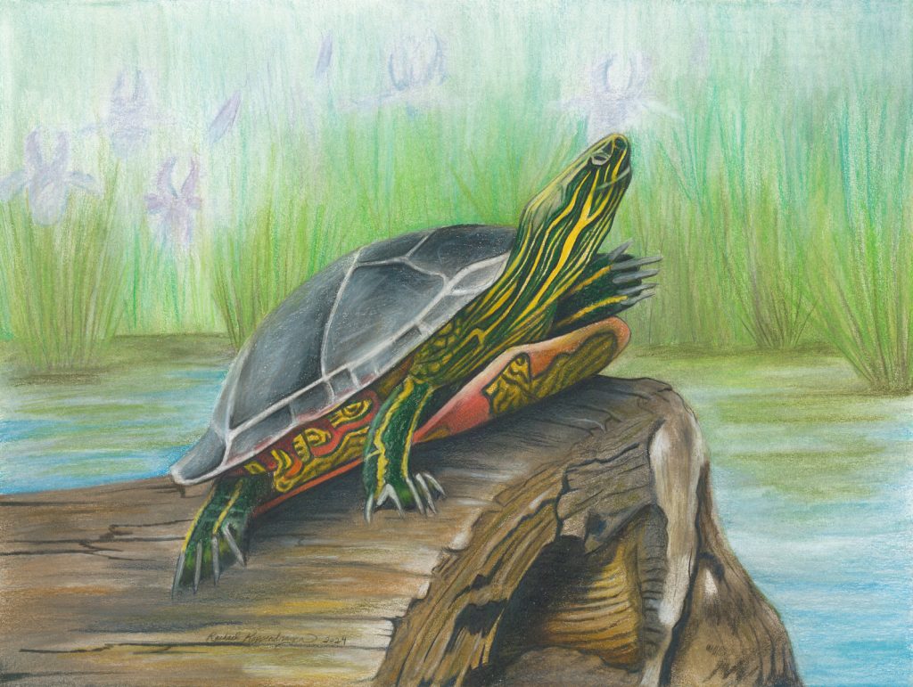 Painted turtle suns himself on a log in the water