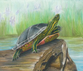 Painted turtle suns himself on a log in the water