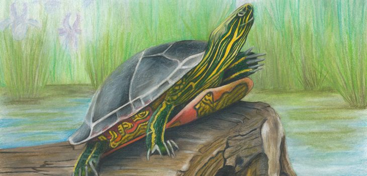 Painted turtle suns himself on a log in the water