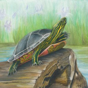 Painted turtle suns himself on a log in the water