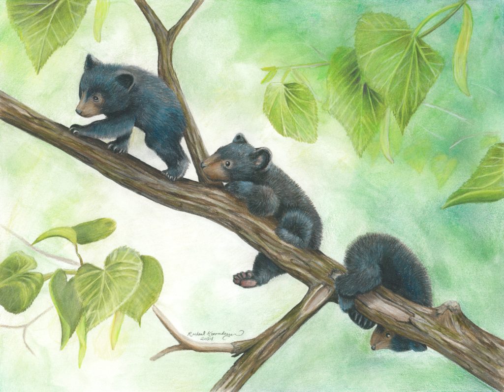 Three black bear cubs climb a tree branch
