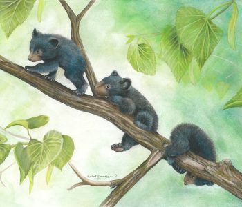 Three black bear cubs climb a tree branch
