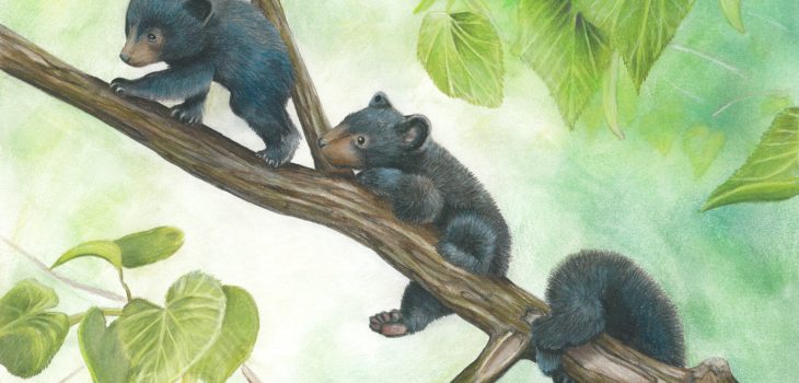 Three black bear cubs climb a tree branch